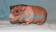 Cavia Land Шанталь Бадо крем-шоко-белый 07.03.2012 Мама-Elza of Happy Rodent Sianny Carrier. белая с кремом Папа-Арамис, белый красноглазый